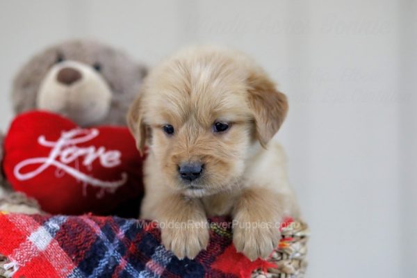 Image of Barney, a Golden Retriever puppy