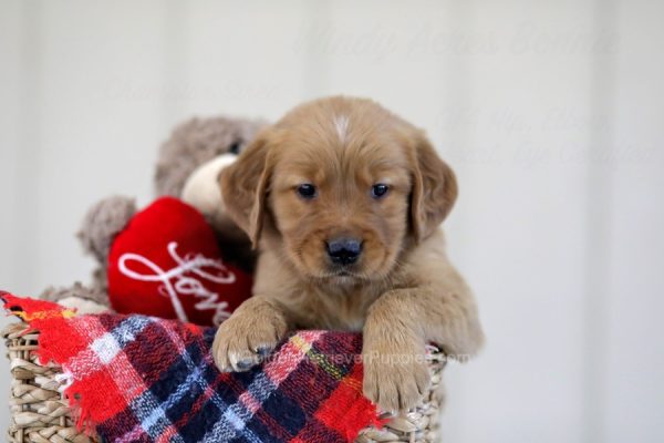 Image of Blaze, a Golden Retriever puppy