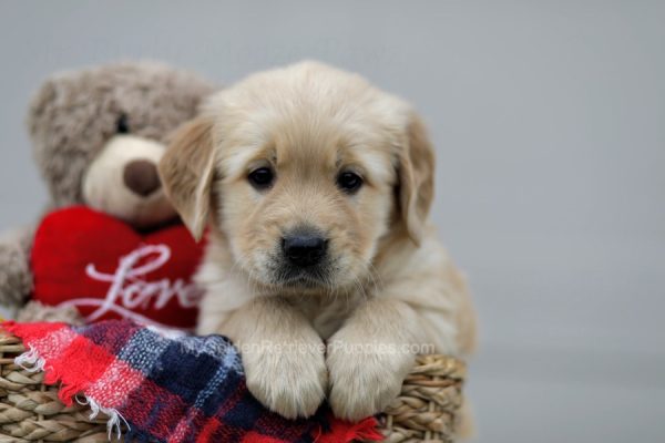 Image of Brock, a Golden Retriever puppy