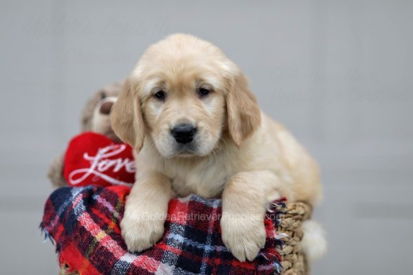 Image of Chester, a Golden Retriever puppy