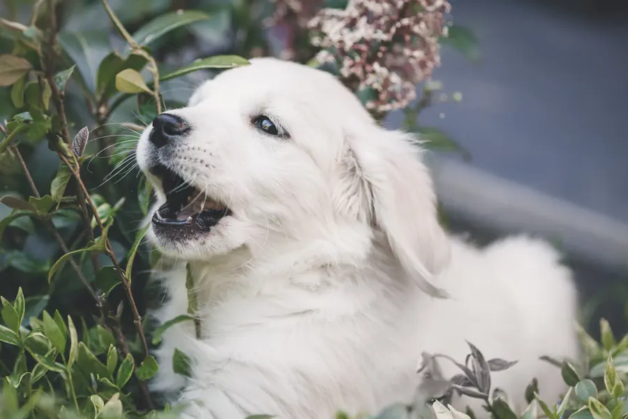 English cream Golden Retriever puppies