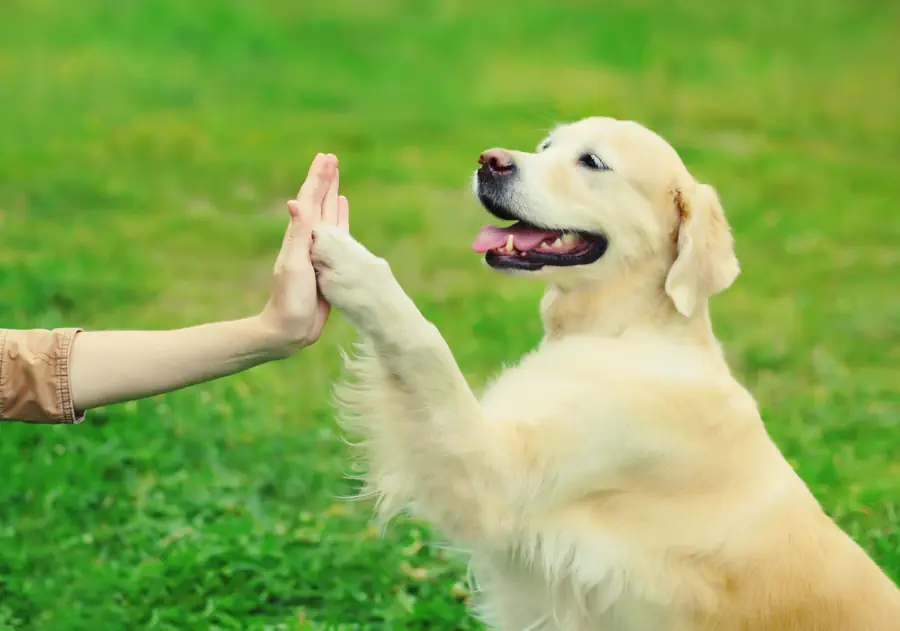 Golden Retriever loyal companions