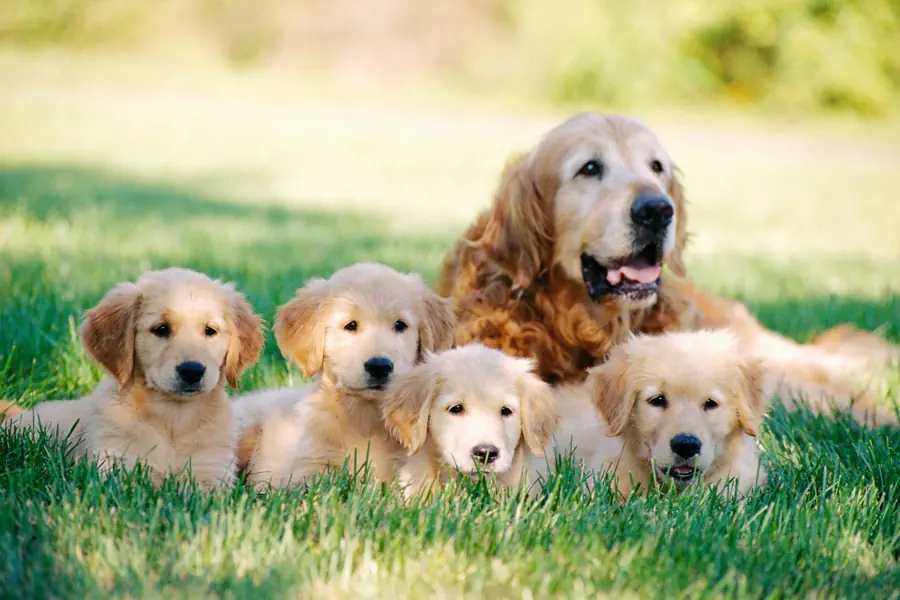 Golden Retriever puppies for sale