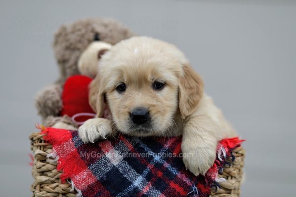 Image of Harper, a Golden Retriever puppy
