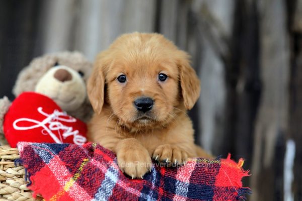 Image of Jake, a Golden Retriever puppy