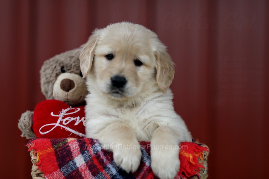 Jasper My Golden Retriever Puppies