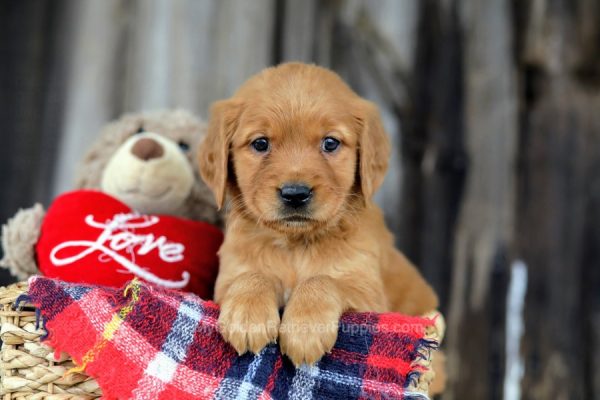 Image of Jess, a Golden Retriever puppy