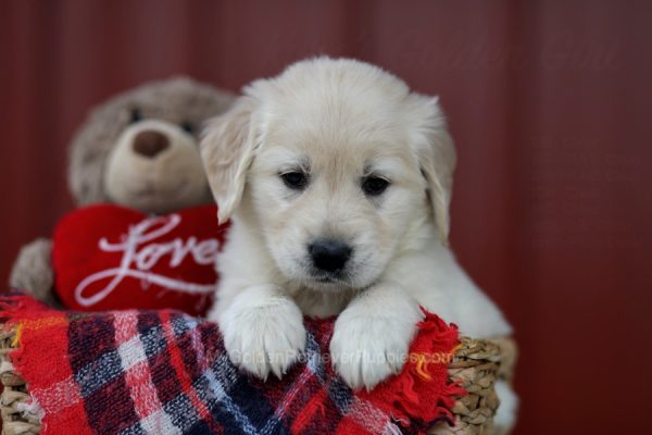 Image of Jody, a Golden Retriever puppy
