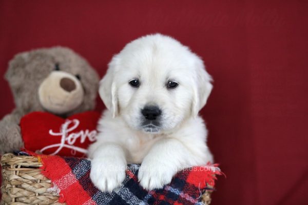Image of Kane, a Golden Retriever puppy