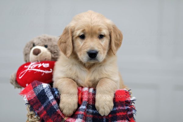 Image of Kelsey, a Golden Retriever puppy