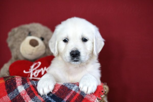 Image of Khloe, a Golden Retriever puppy