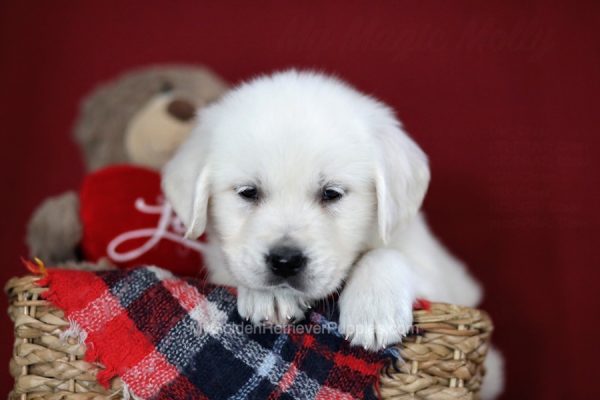 Image of Kinsley, a Golden Retriever puppy