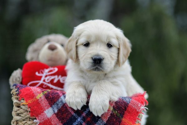 Image of Sophie, a Golden Retriever puppy