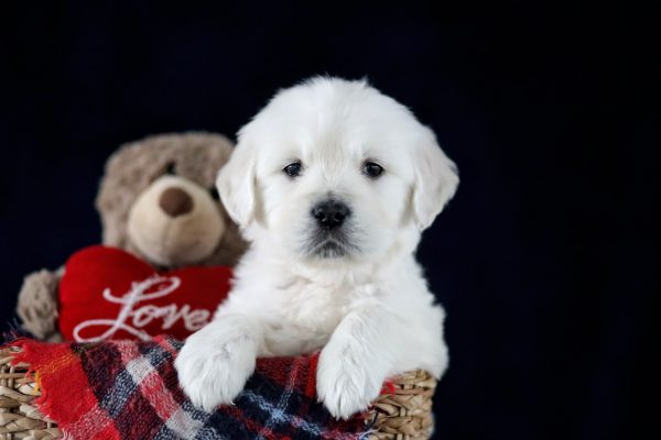 Image of Tyler, a Golden Retriever puppy