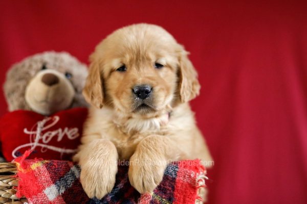 Image of Wendy, a Golden Retriever puppy