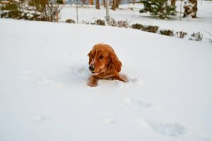 red golden retriever puppy