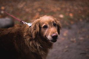 red golden retrievers