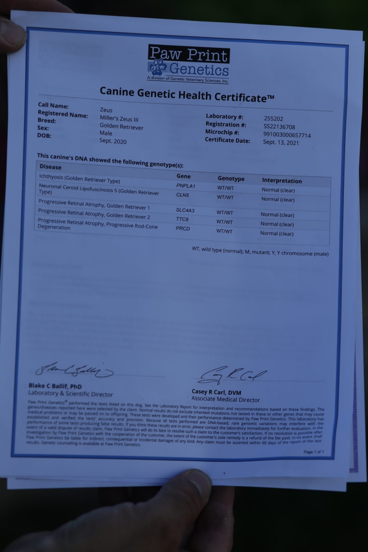 Miller's Zeus III My Golden Retriever Puppies