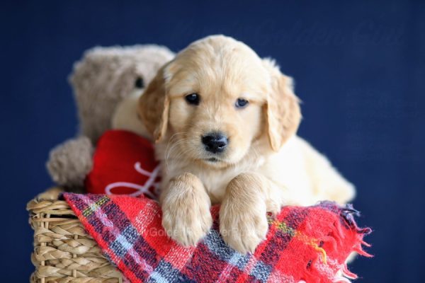 Image of Peyton, a Golden Retriever puppy