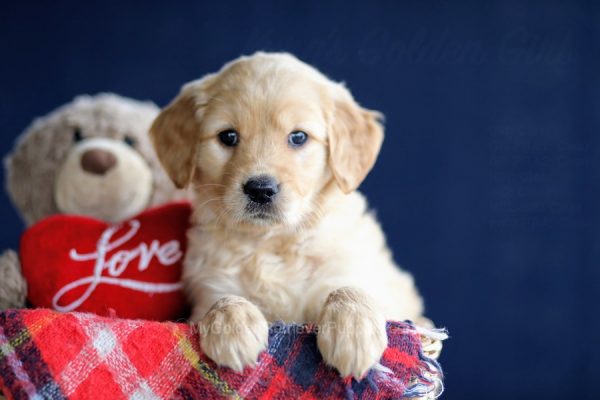 Image of Pippi, a Golden Retriever puppy