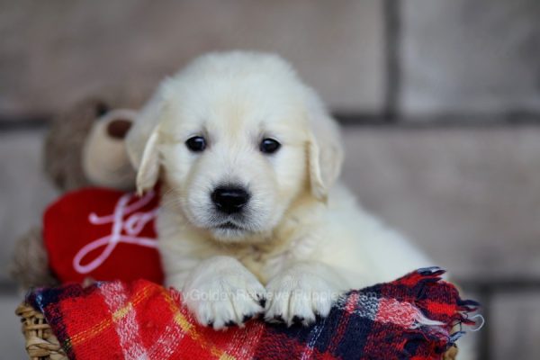 Image of Stormy, a Golden Retriever puppy