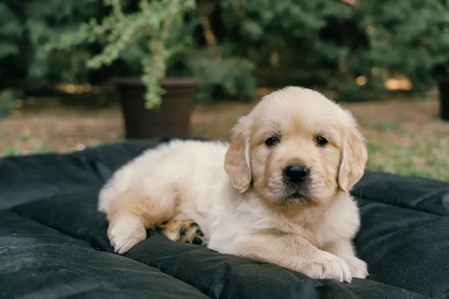Avoid puppy scams online
