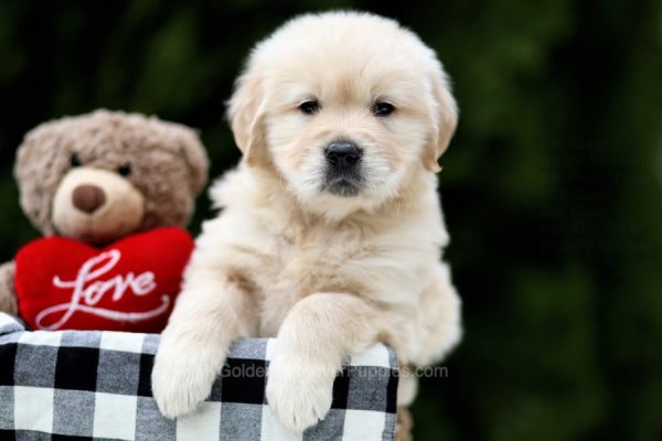 Image of Bailey, a Golden Retriever puppy