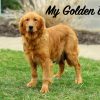 Image of Dark Golden 🤎 July 24, a Golden Retriever puppy