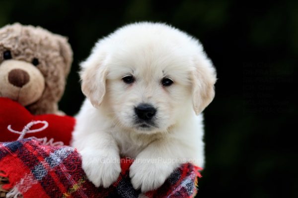 Image of Jackson, a Golden Retriever puppy