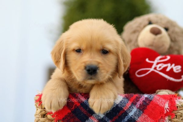 Image of Klein, a Golden Retriever puppy