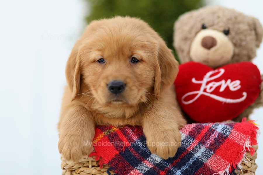 Knuckles My Golden Retriever Puppies
