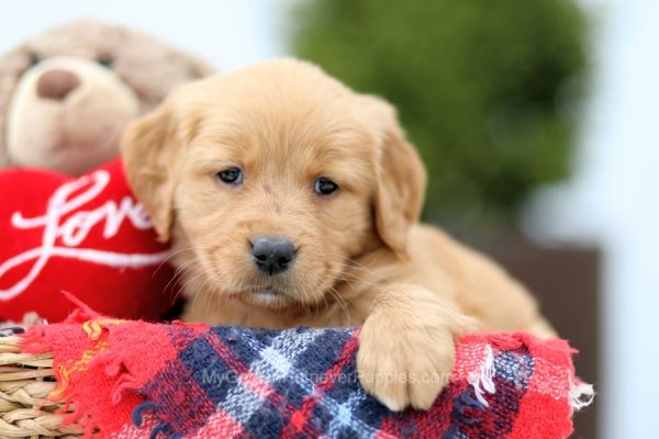 Image of Lana, a Golden Retriever puppy