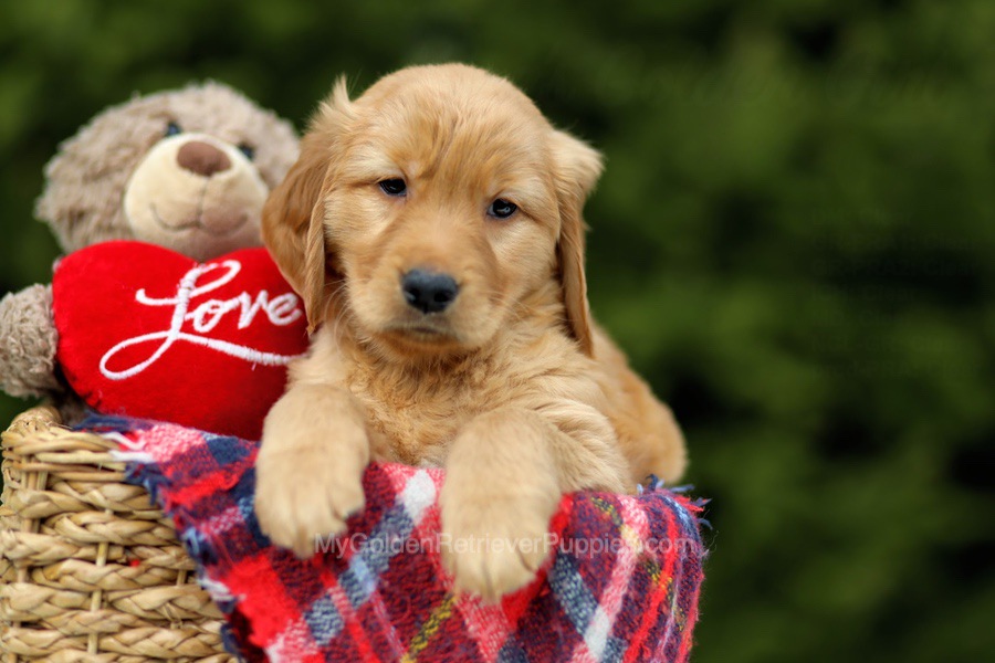Adalyn Image of Adalyn, a Golden Retriever puppy