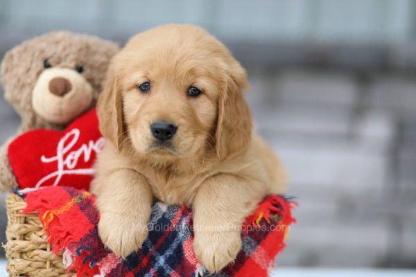 Image of Andy, a Golden Retriever puppy