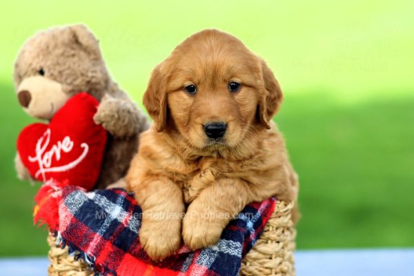 Image of Apollo, a Golden Retriever puppy