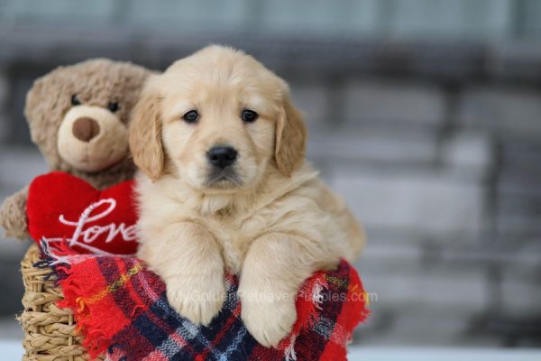 Image of Ashley, a Golden Retriever puppy