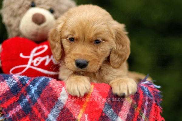 Image of Barry, a Golden Retriever puppy