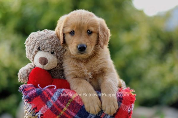 Image of Bill, a Golden Retriever puppy