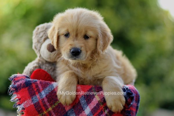 Image of Brady, a Golden Retriever puppy