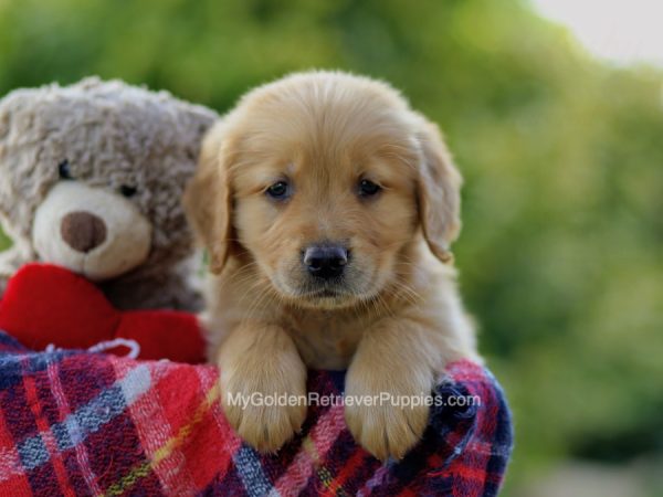 Image of Butch, a Golden Retriever puppy
