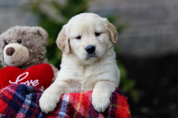 Image of Earl, a Golden Retriever puppy