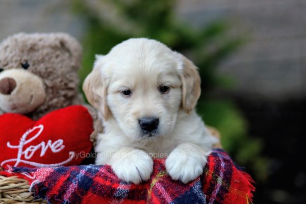 Image of Enzo, a Golden Retriever puppy