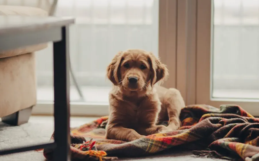 Golden Retriever Shedding