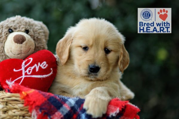 Image of Heather, a Golden Retriever puppy