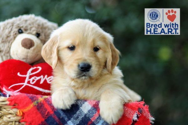 Image of Holly, a Golden Retriever puppy