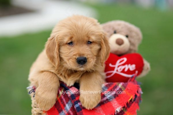 Image of Mayor, a Golden Retriever puppy