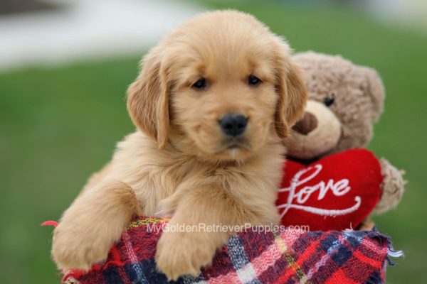 Image of Muddy Paws, a Golden Retriever puppy