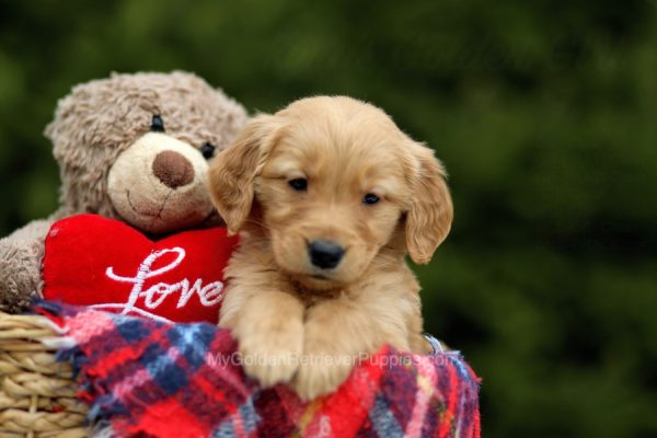 Image of Sheba, a Golden Retriever puppy