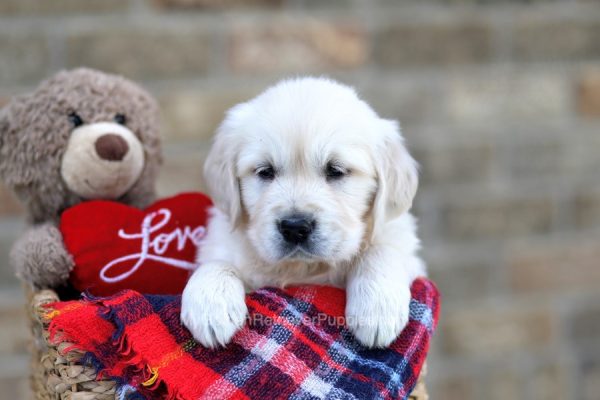Image of Splash, a Golden Retriever puppy