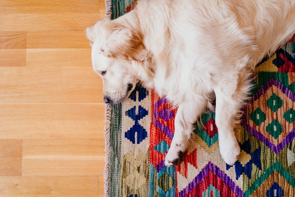 brush for golden retriever